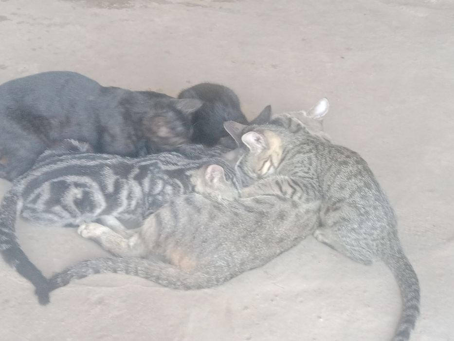 Продаём котят 5 месяцев им