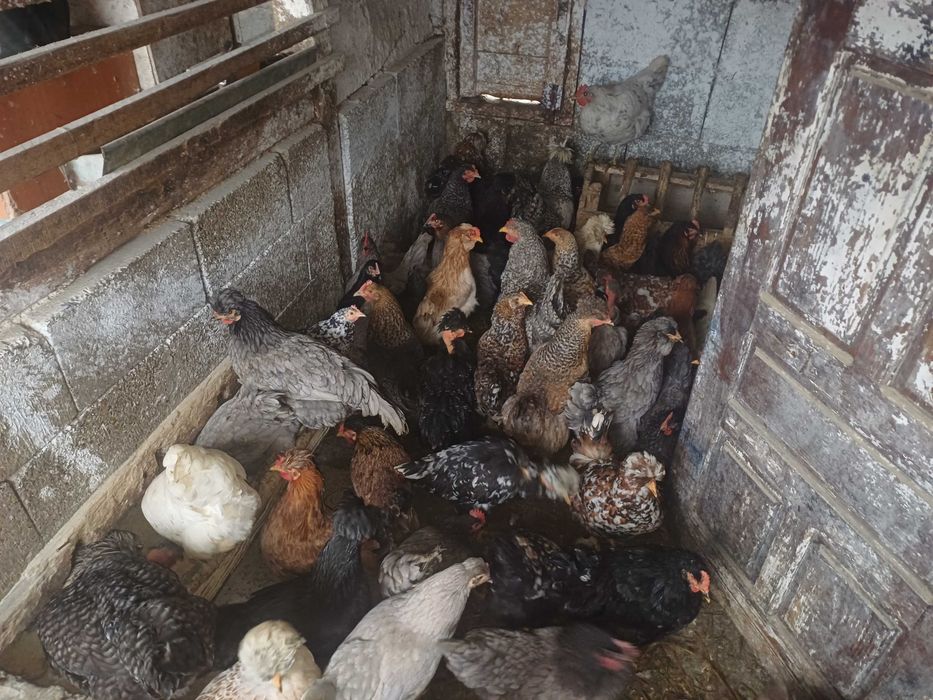 Oua incubat gaini de casă