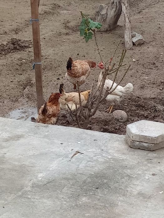 Уй товуклар сотилади