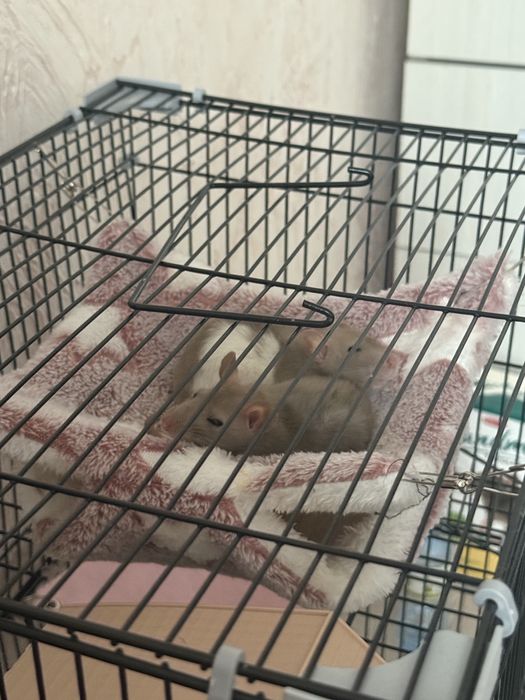 Крысы дамбо 2 девочки