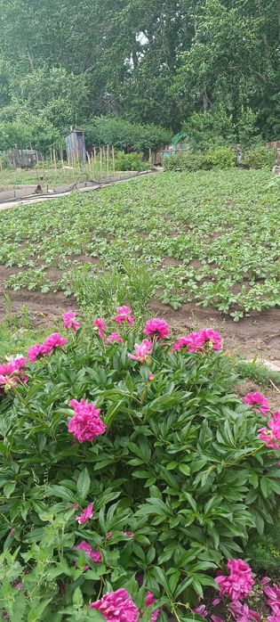 Дача ПК Плодородие