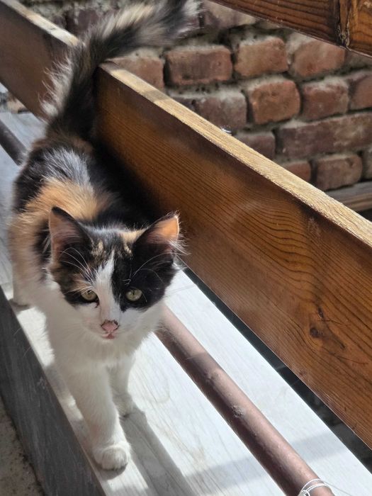 Подарявам калико коте