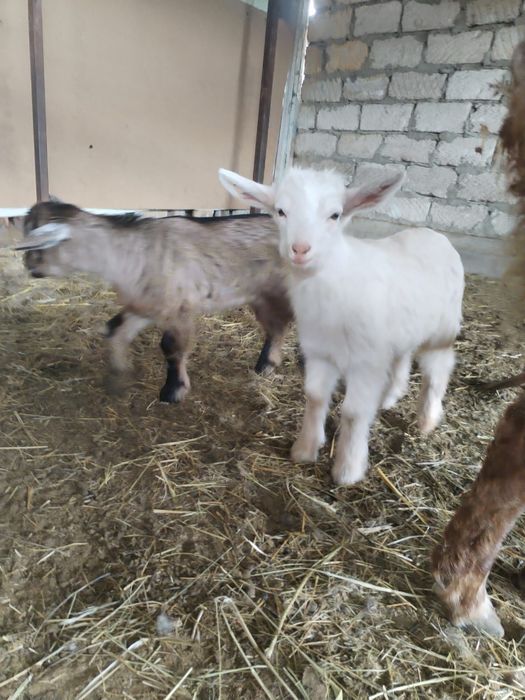 Продаются козлята