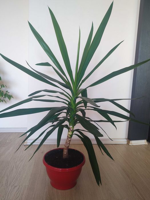 Палма Юка примерно 107 см