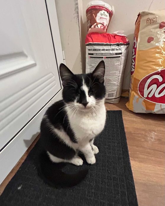 Сладко мъжко котенце търси дом Варна