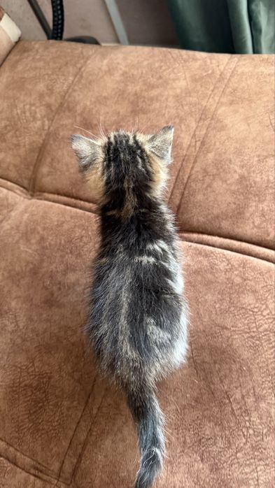 Отдаем котят в хорошие руки