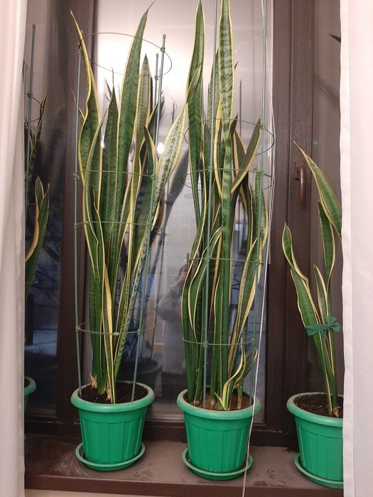 Сансевьерия разных видов.