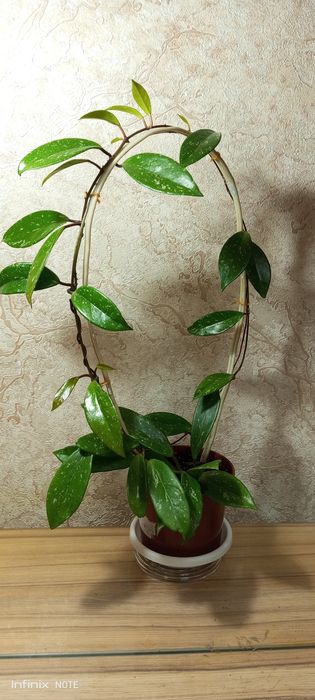 Хойя комнатный цветок