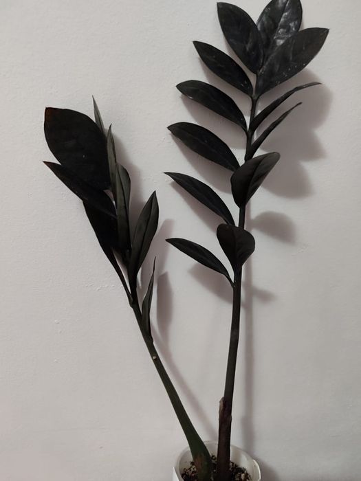 Замиокулькас Равен