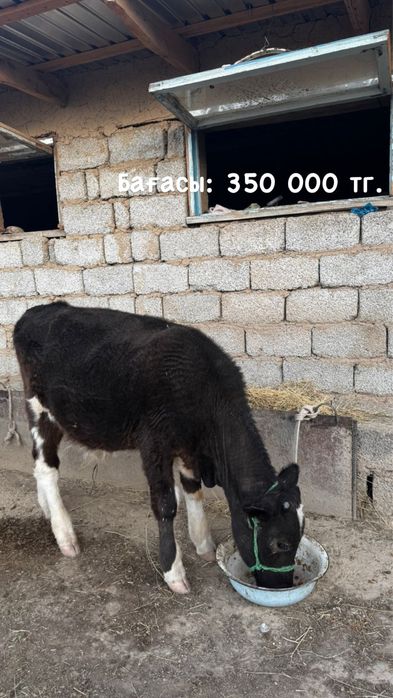 Ұрғашы бұзау сатылады Асиларық