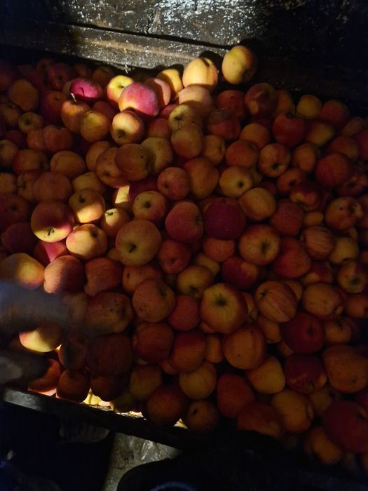 Vand  mere, Golden,  Florina,  Idared, Generos