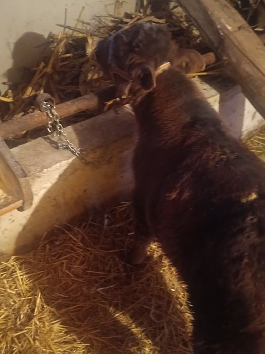 Vând 2. vitei  de rasa