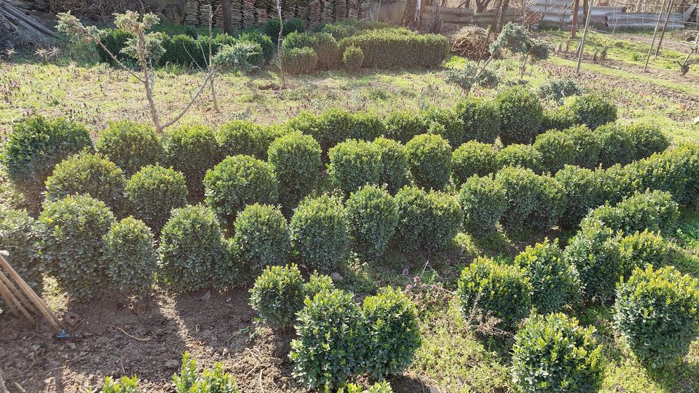 Buxus de vanzare