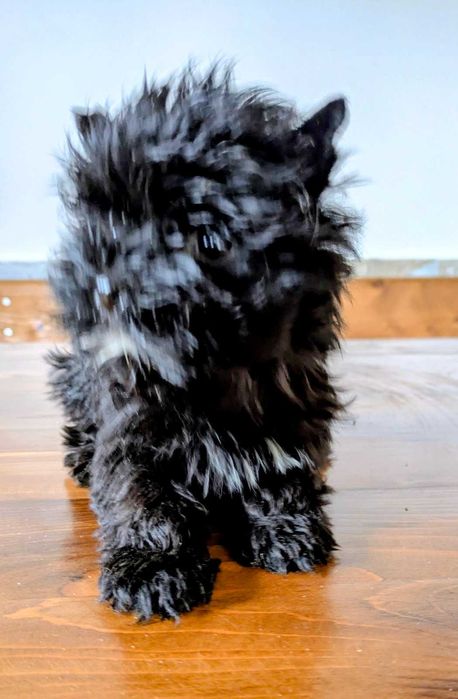 Продавам мини йорки ,черни перли - две момчета.