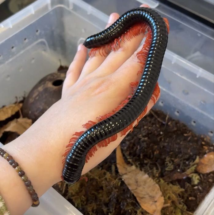 Кивсяк гигас краснолапый