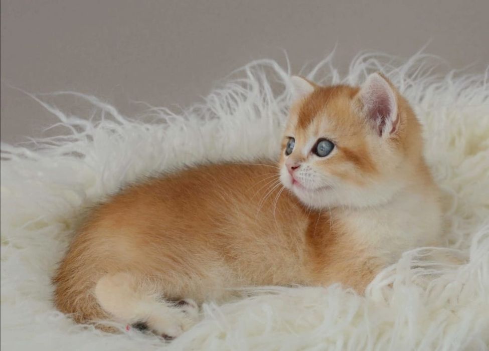 КотЯта БриТашКи ОчароВашки