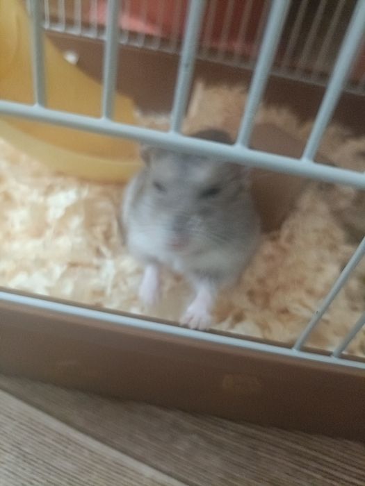 Джунгарский хомячок