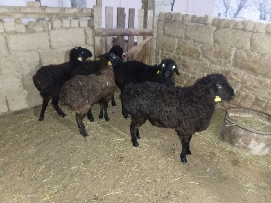 Қошқарлар  бар  хабарласыңыздар