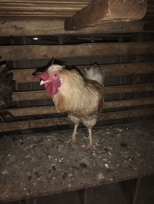 Продам  красивых петушков