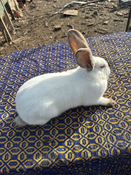 Uriaș de Transilvania schimb cu Rex tricolor
