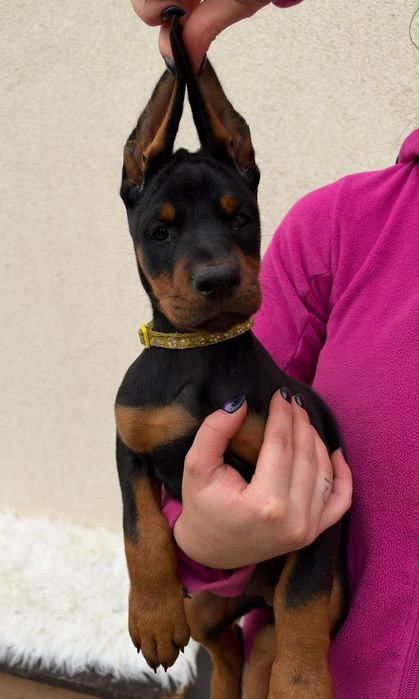 Femelă doberman de vânzare