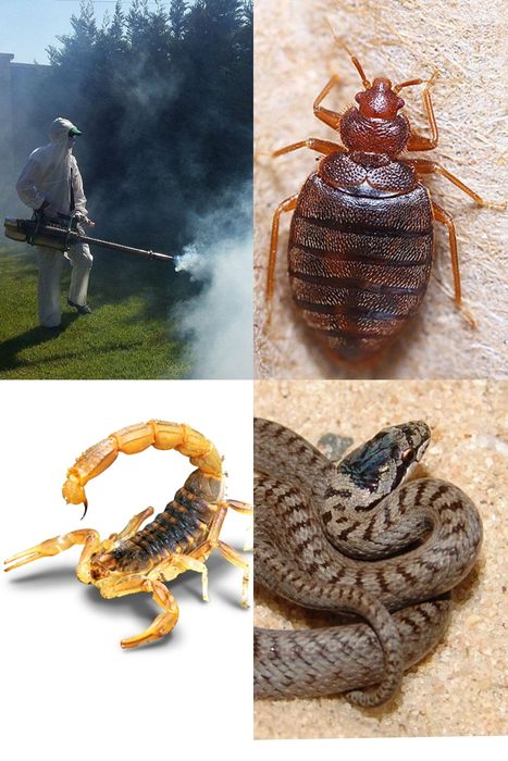 Dezinfeksiya dizinfeksiya дезинфекции дезинфексия дезинфция