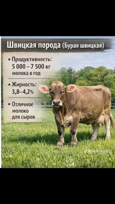 Искуственное Осеменение крс