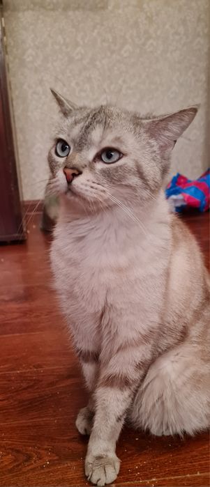 Отдадим красивого кота