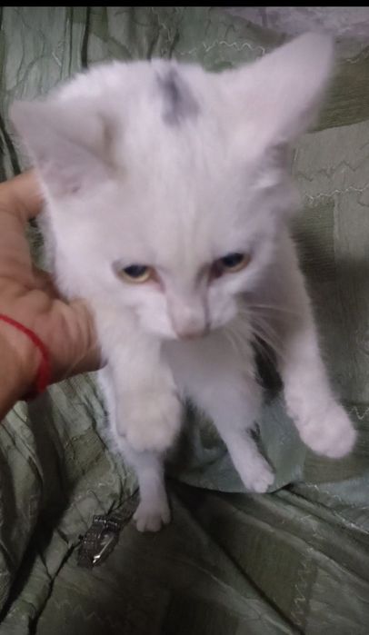 Отдам котят в хорошие руки