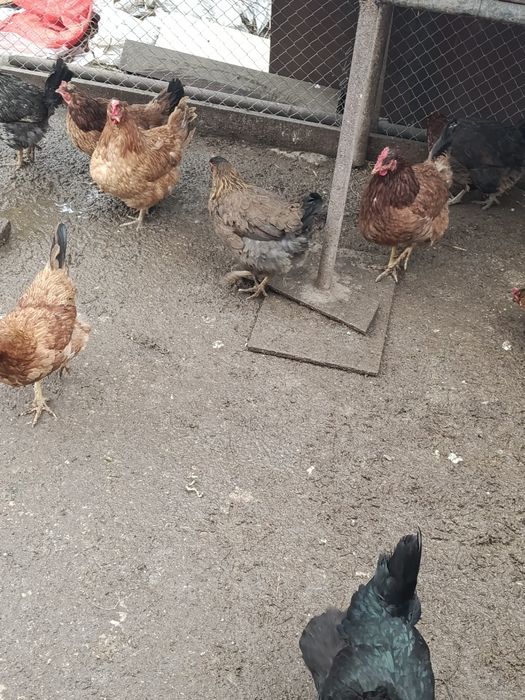 Продам домашних молодых курей