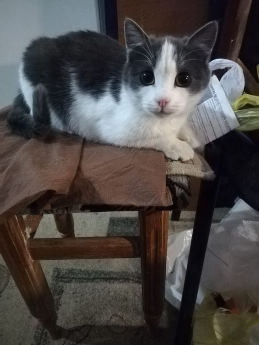 Отдам котенка в хорошие руки