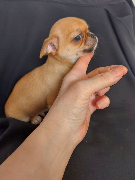 Продаю щенка чихуахуа