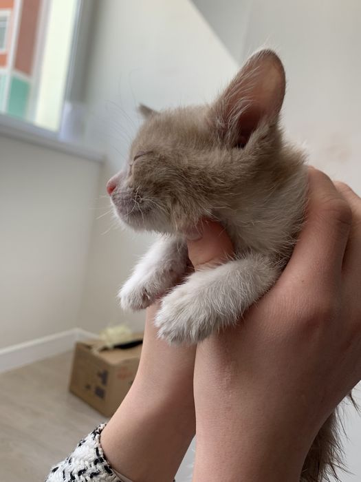 Котенок даром очень ласковый и красивый