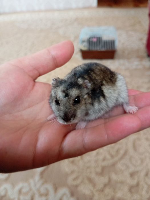 Продам джунгарского хомяка мальчика и девачка