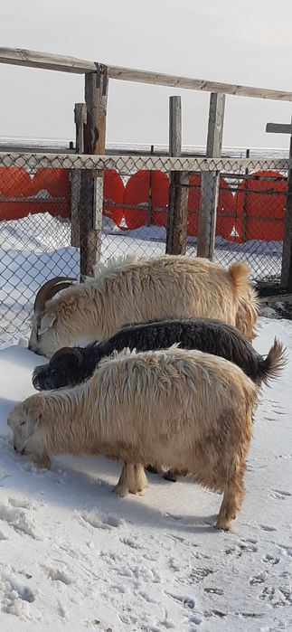 Семіз серке, ешкілер
