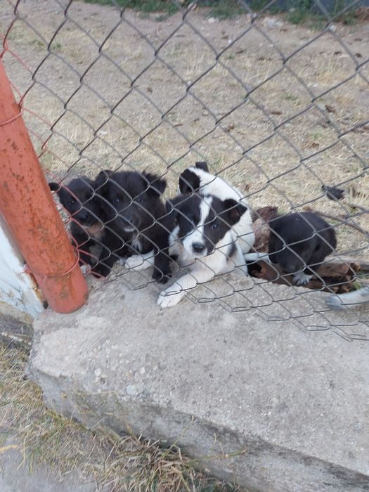 Подаряване кученца