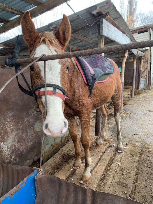 Тай сатылады полукровка