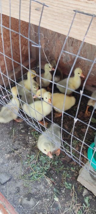 Продам маленьких гусят