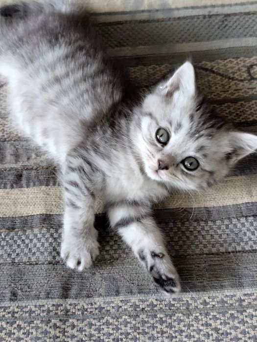 Продам котят скотиш страйт.