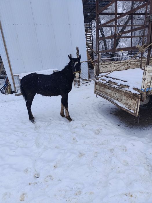 Еркек таи сатылады