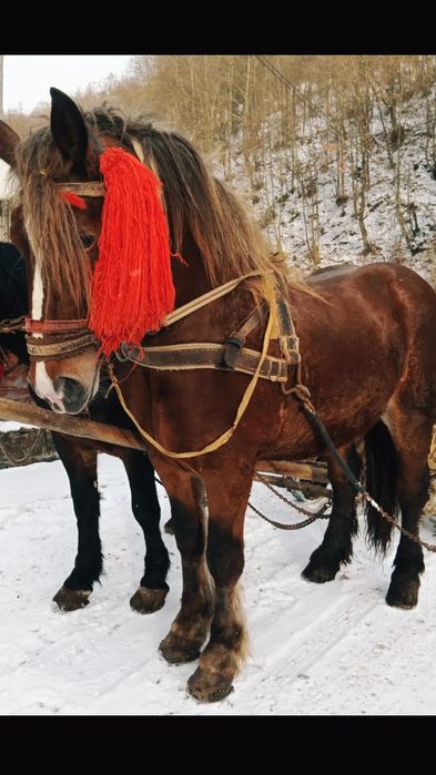 De vânzare mânz...