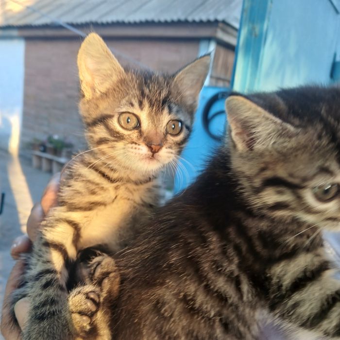 Отдам котят  две девочки