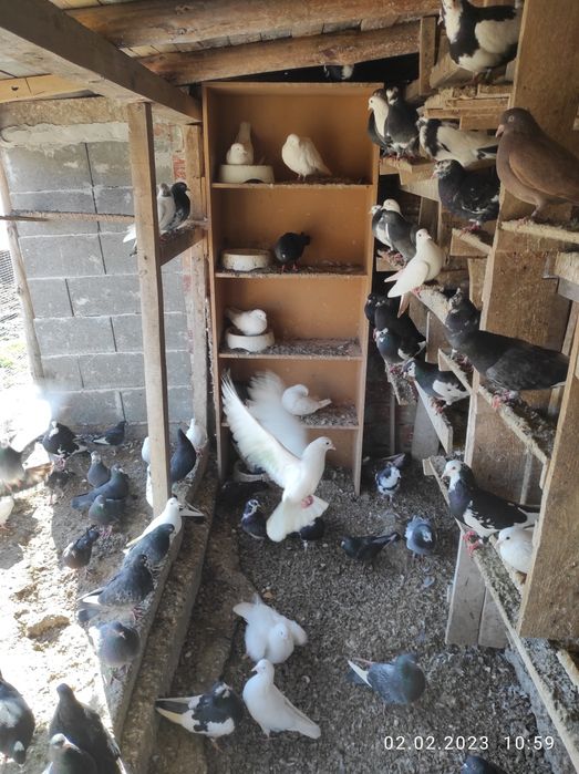Продавам Пазарджишки гълъби