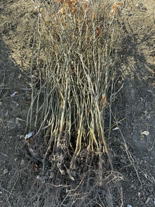 Puieți de fag carpen Paltin Pentru reîmpădurire