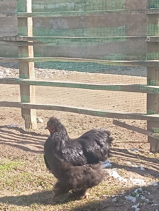 Xoroz tovuqlar sotiladi hammasi sogʻlom tuxumga kirvotti