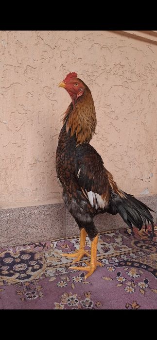 Дакан, Шамо. Шөже