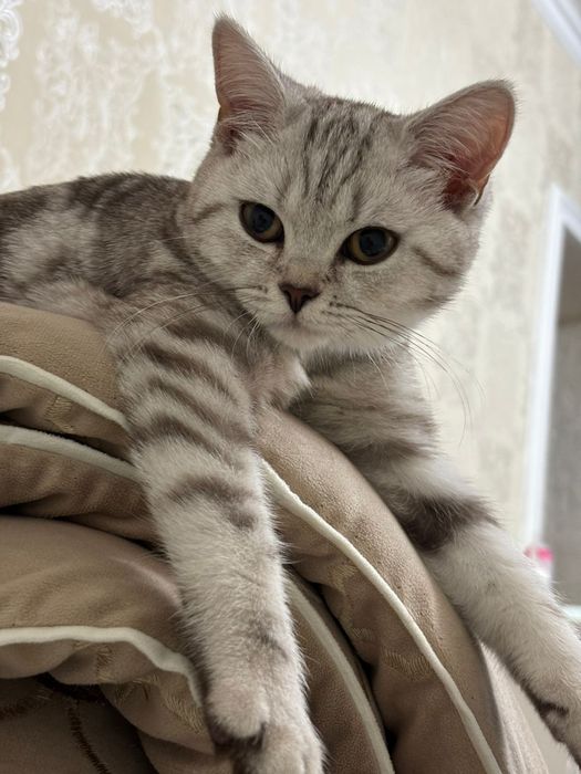 Шотландская прямоухая