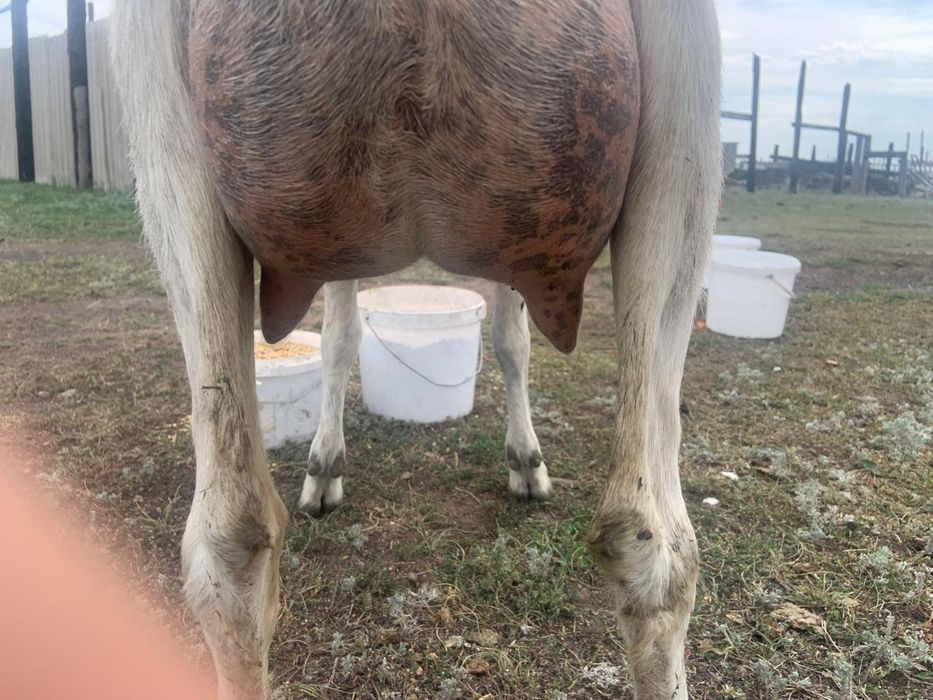 Продам козы Козел козленок