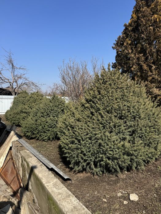 Продам туи , елки , ели б/у