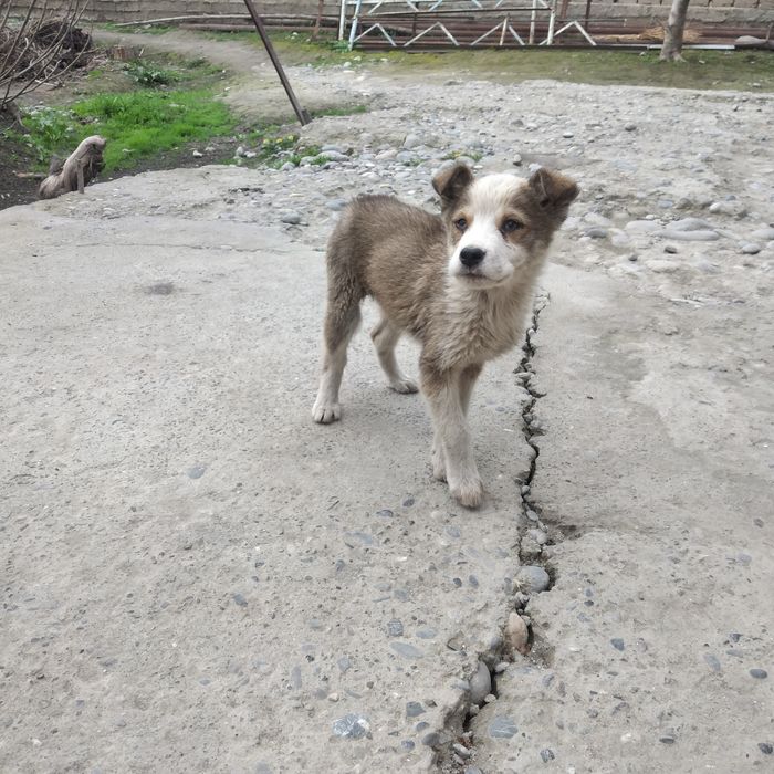 Yoqimtoy Tartibli It bolalari 3ta